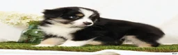 Miniature Australian Shepherd dogs for sale: Lucy - Ad 4