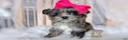 Morkie dogs for sale: Te Fiti - Ad 5