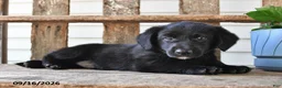 Mixed Breed dogs for sale: Shadow - Ad 5