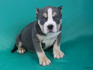American Bully dogs Blue Tri Female 2 - Ad 30
