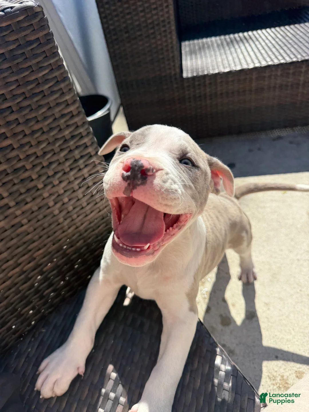 Mixed Breed dogs for sale: Mixed Breed Puppy 2 - Ad 2