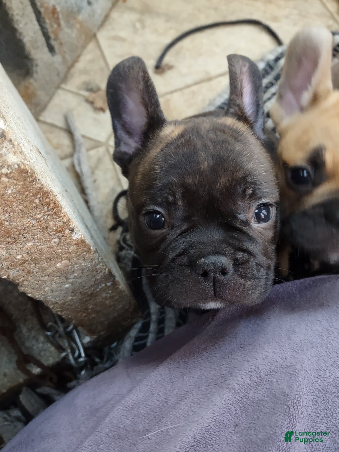 French Bulldog dogs for sale: French Bulldog Puppy 2 - Ad 2