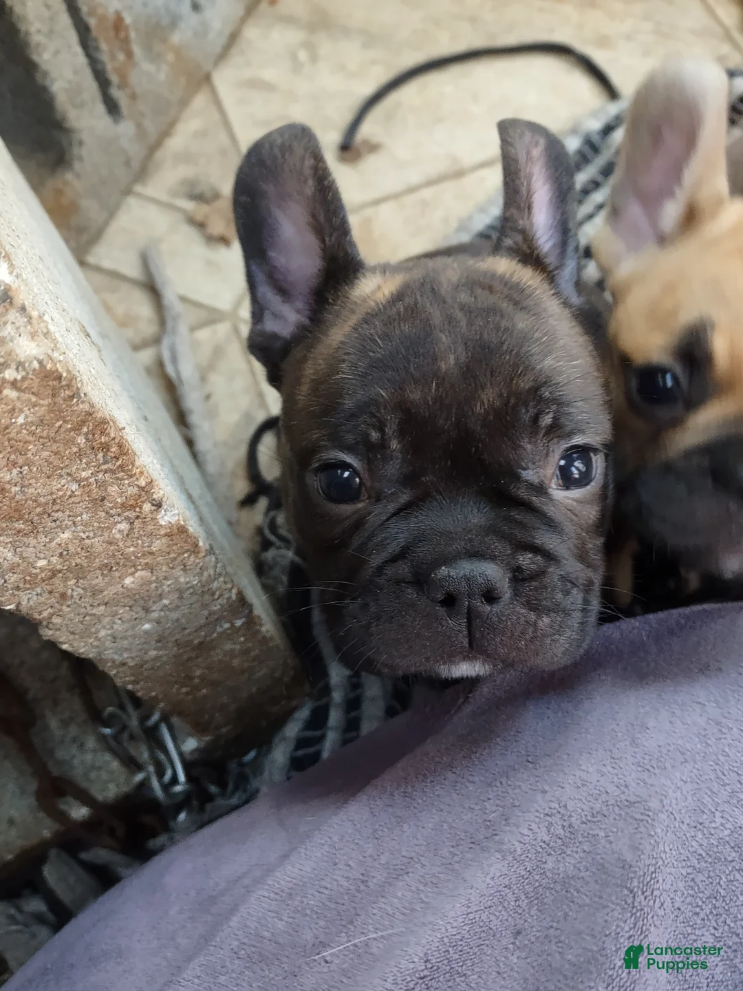 French Bulldog dogs for sale: French Bulldog Puppy 2 - Ad 2