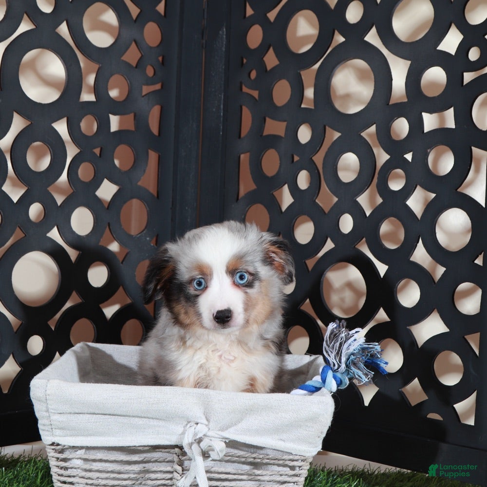 Miniature Australian Shepherd dogs Comet Blue Eyed Merle Mini Australian Shepherd Puppy - Ad 2