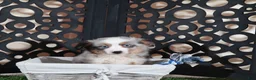 Miniature Australian Shepherd dogs for sale: Comet Blue Eyed Merle Mini Australian Shepherd Puppy - Ad 2