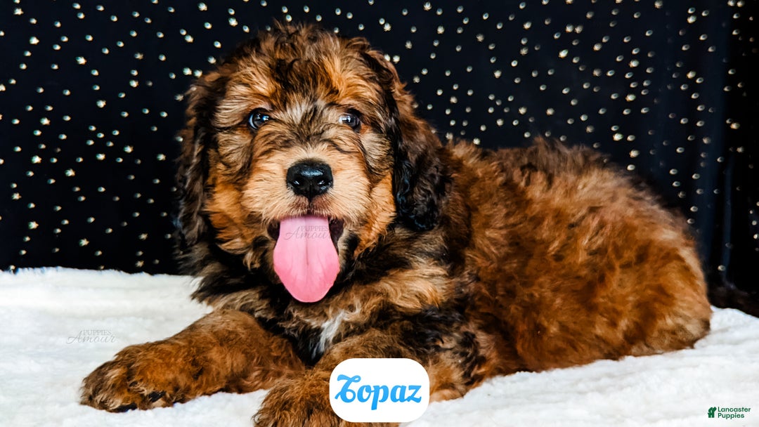 Bernedoodle dogs for sale: Topaz - Ad 1