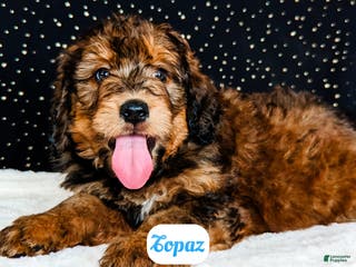 Bernedoodle dogs Topaz - Ad 25