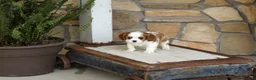 Cavalier King Charles Spaniel dogs for sale: AKC Kaden - Ad 3