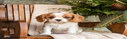 Cavalier King Charles Spaniel dogs for sale: Snickers - Ad 1