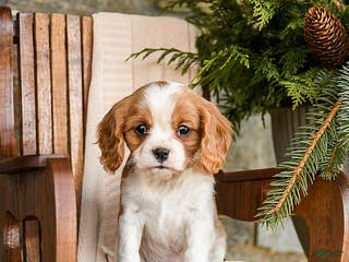 Cavalier King Charles Spaniel dogs Snickers - Ad 31