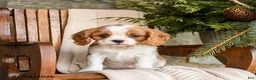 Cavalier King Charles Spaniel dogs for sale: Snickers - Ad 6