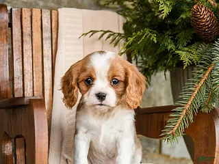 Cavalier King Charles Spaniel dogs Snickers - Ad 42