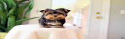 Yorkshire Terrier dogs for sale: Ricky - Ad 3