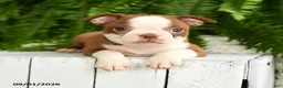 Boston Terrier dogs for sale: Hera - Ad 3