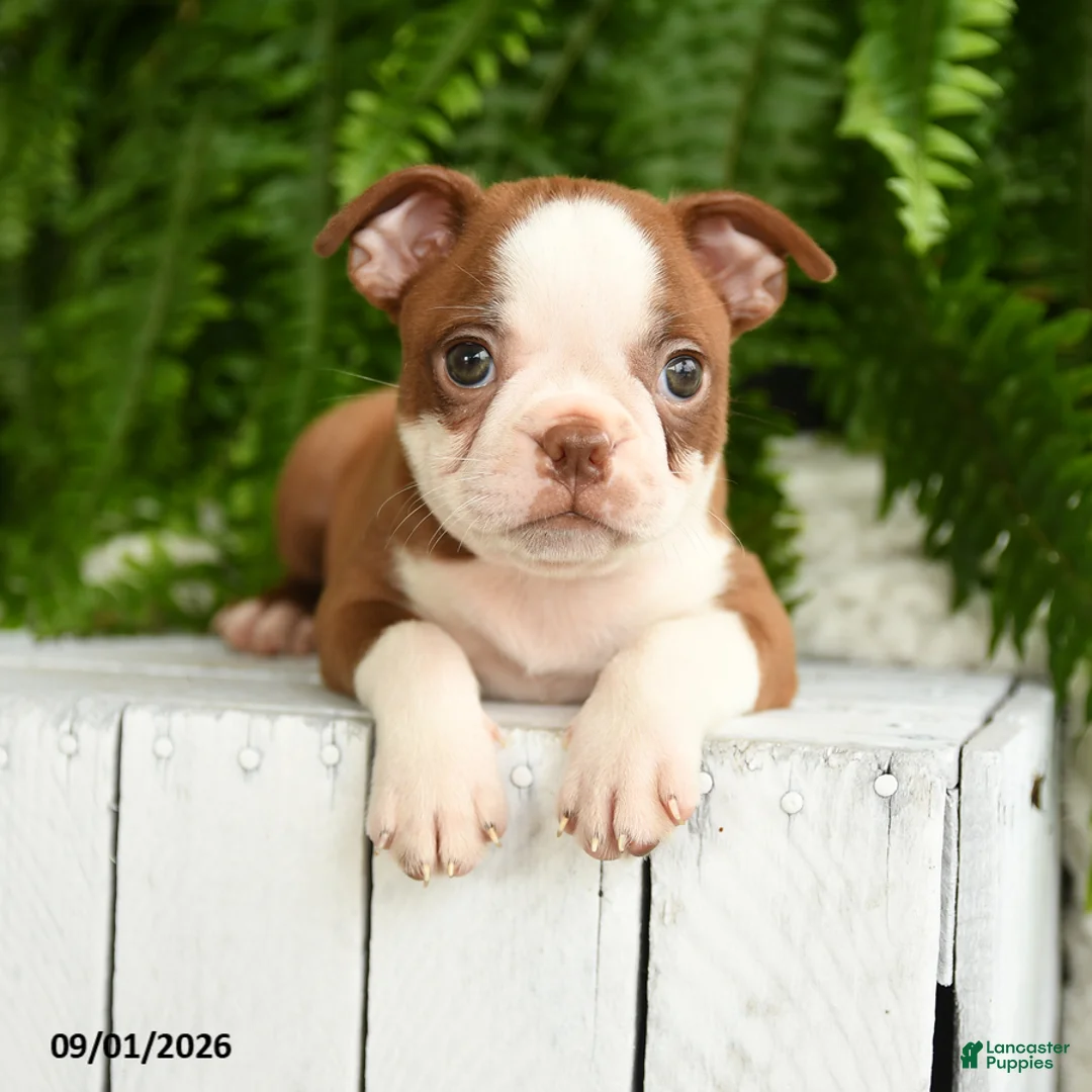 Boston Terrier dogs for sale: Hera - Ad 3