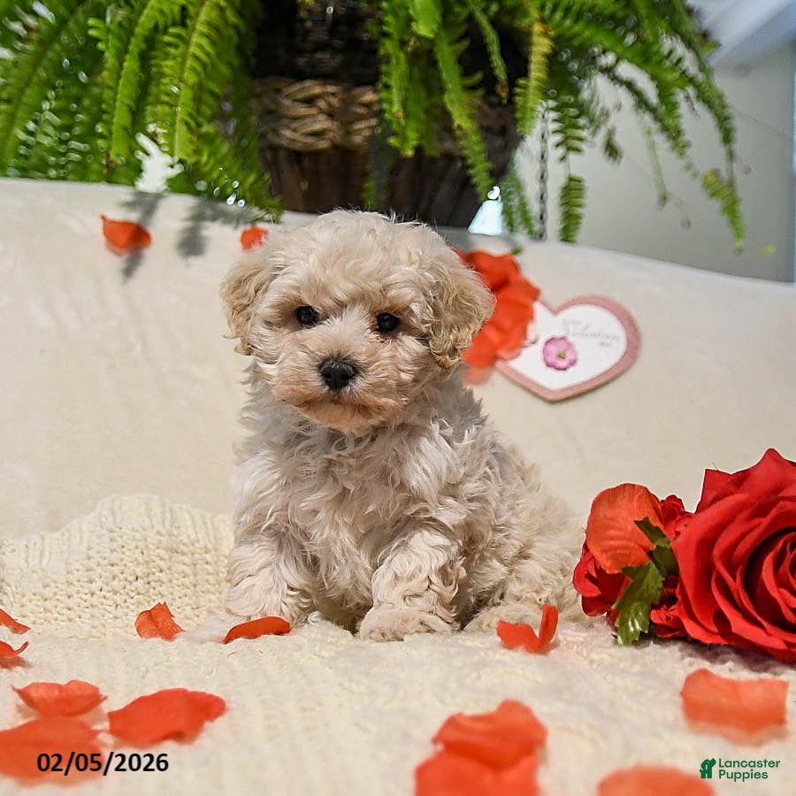 Maltipoo dogs Austin - Ad 4