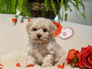 Maltipoo dogs Austin - Ad 4