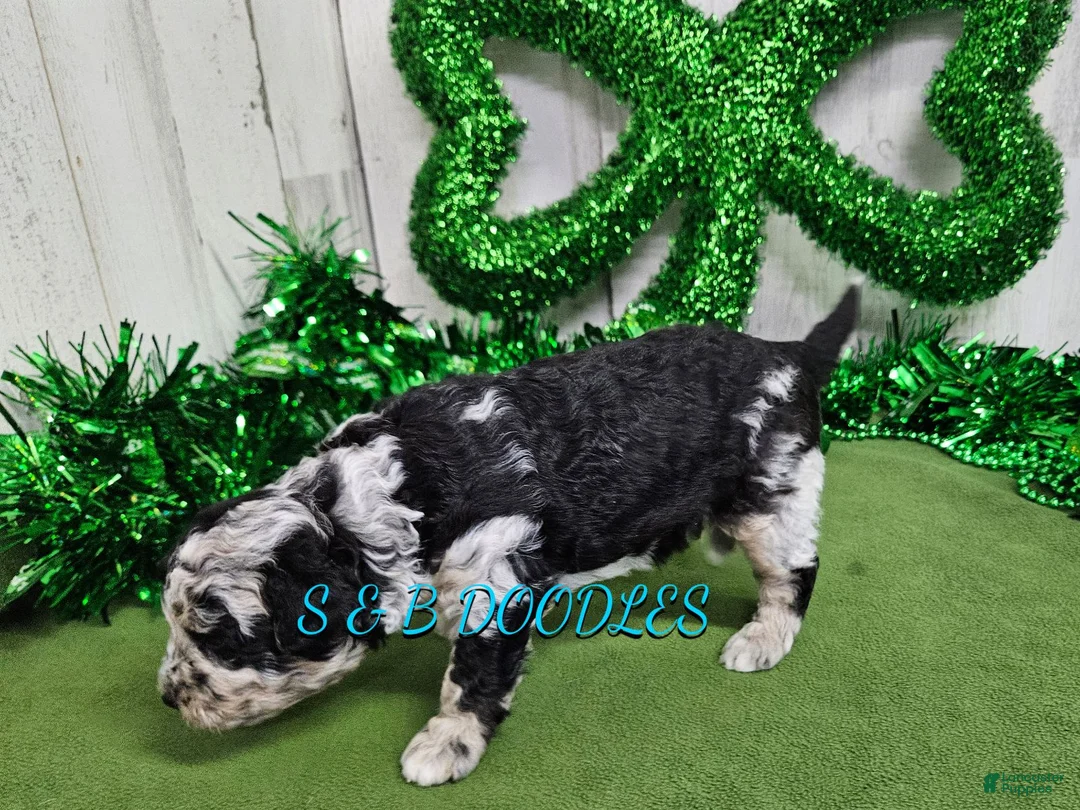 Mini Bernedoodle dogs for sale: F1b Lainey - Ad 2