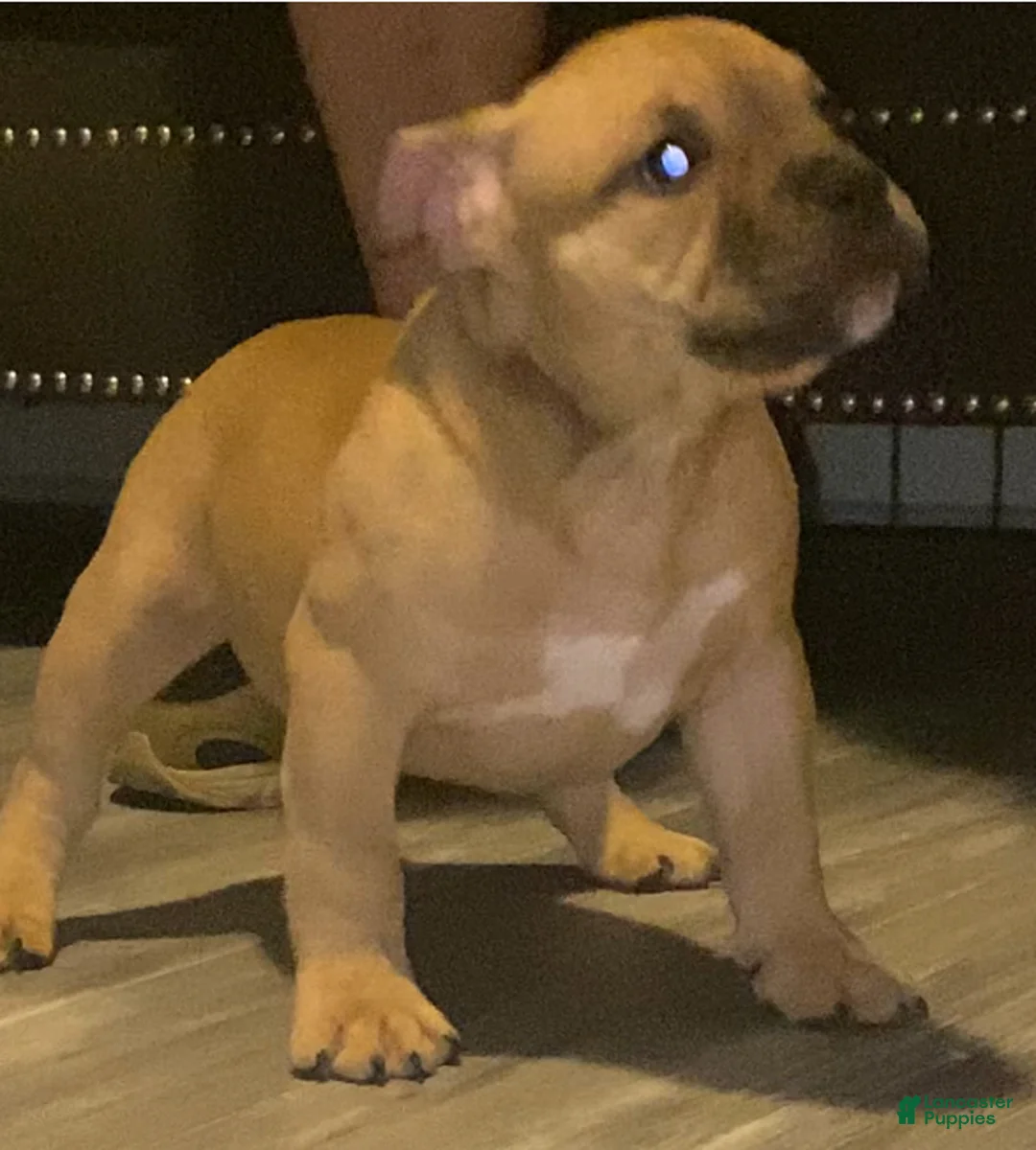 American Bully dogs for sale: Isabelle - Ad 2