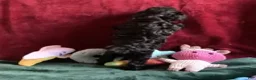 Mini Goldendoodle dogs for sale: Nugget - Ad 7