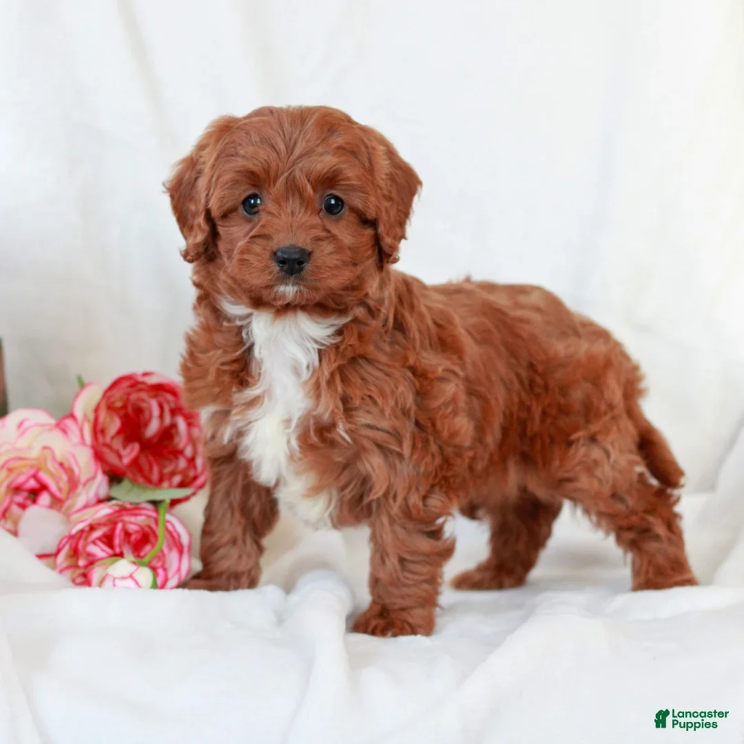 Cavapoo dogs Layla - Ad 28