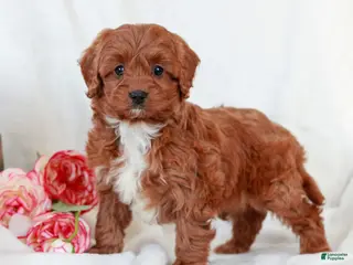 Cavapoo dogs Layla - Ad 41