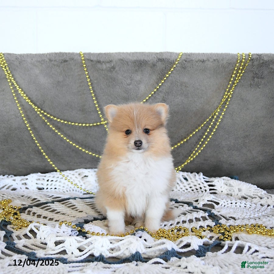 Pomeranian dogs Riena GENETIC CLEARED - Ad 41