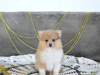 Pomeranian dogs Riena GENETIC CLEARED - Ad 15