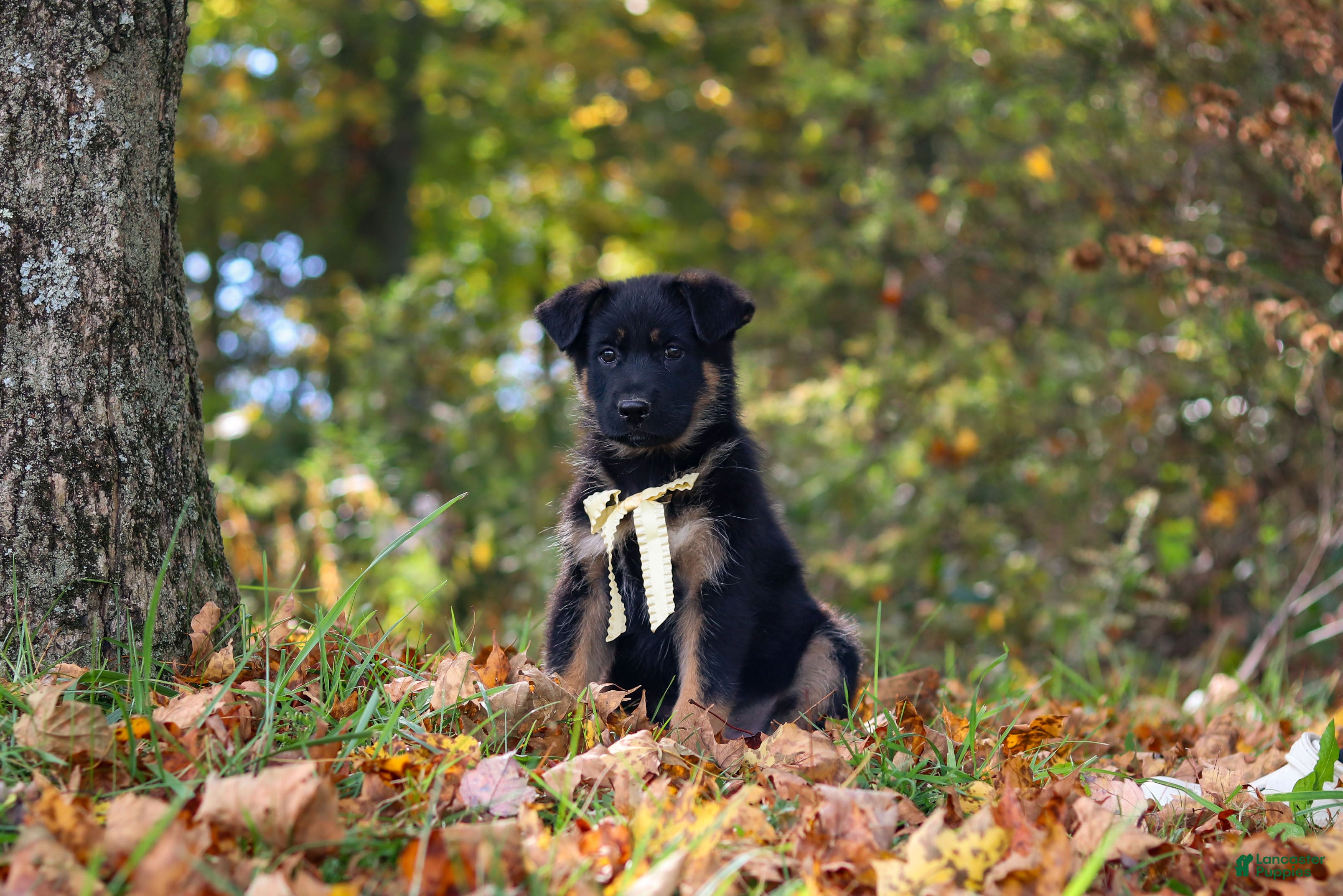 German Shepherd dogs Randy - Ad 2