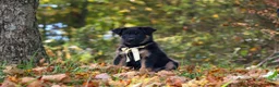German Shepherd dogs for sale: Randy - Ad 2