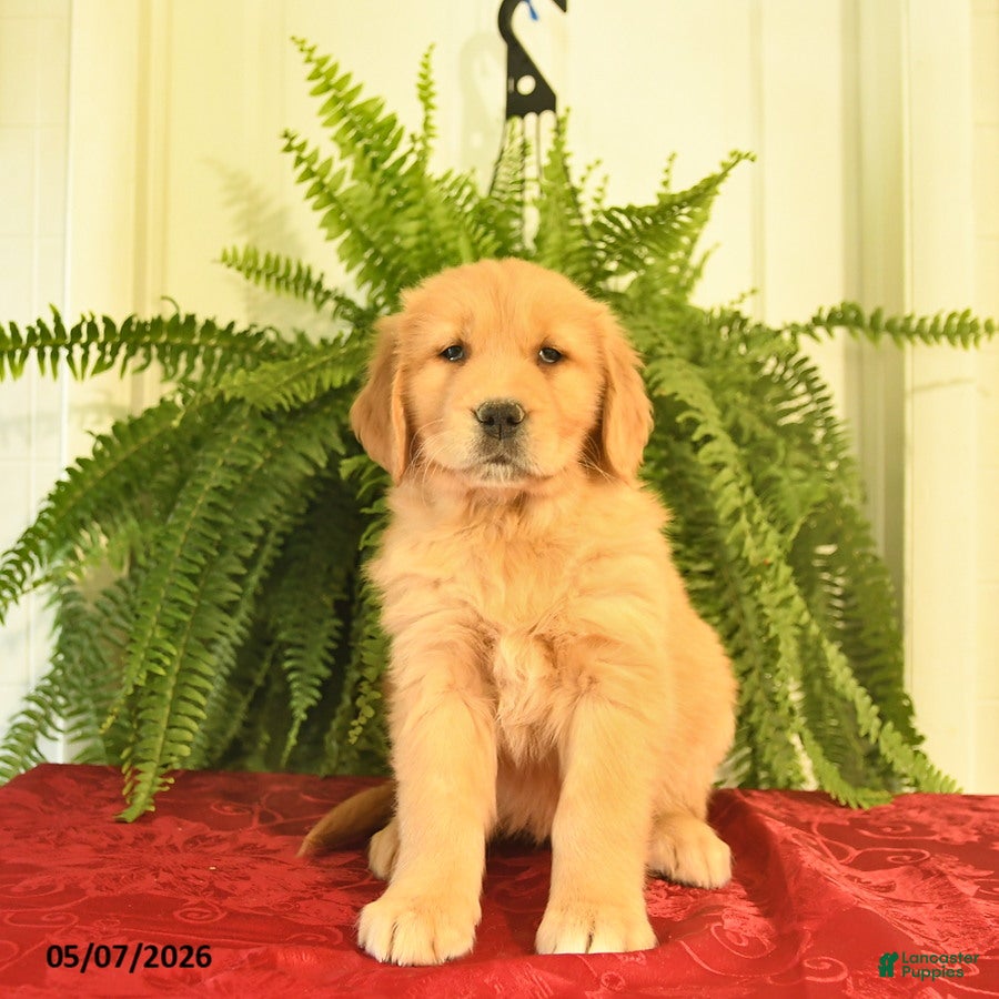 Golden Retriever dogs for sale: Whimsy  - Ad 2