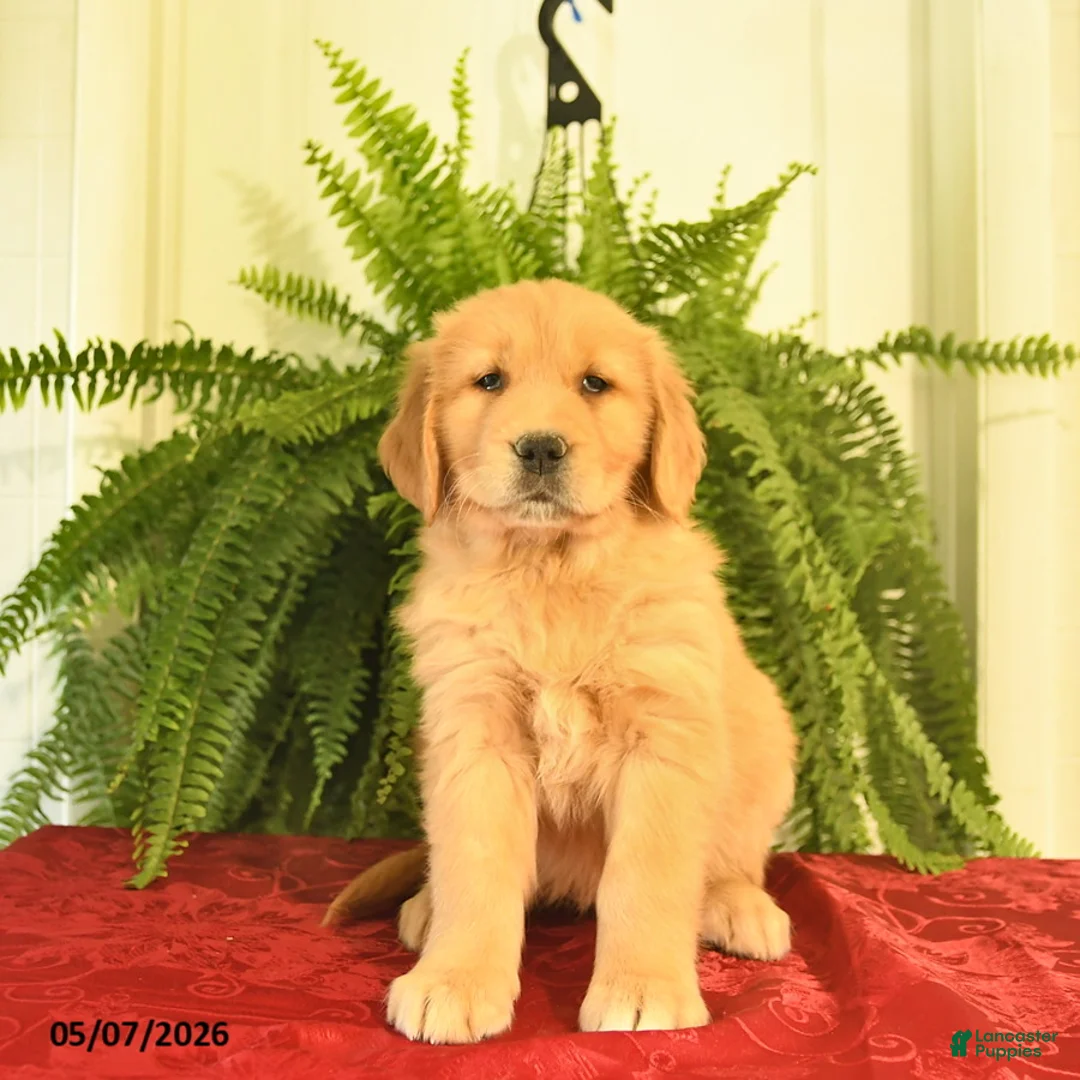 Golden Retriever dogs for sale: Whimsy  - Ad 1