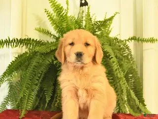 Golden Retriever dogs for sale: Whimsy - Ad 2