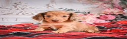 Miniature Dachshund dogs for sale: AKC-Edgar - Ad 10
