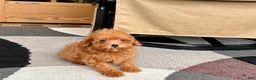 Maltipoo dogs for sale: Red Honey  - Ad 8