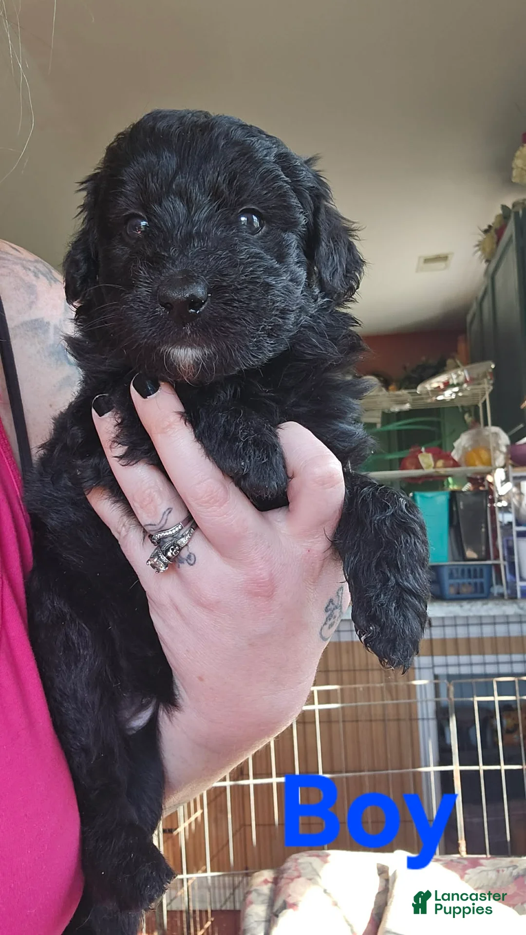 Bordoodle dogs for sale: Falcor - Ad 1