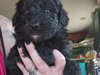 Bordoodle dogs Falcor - Ad 1