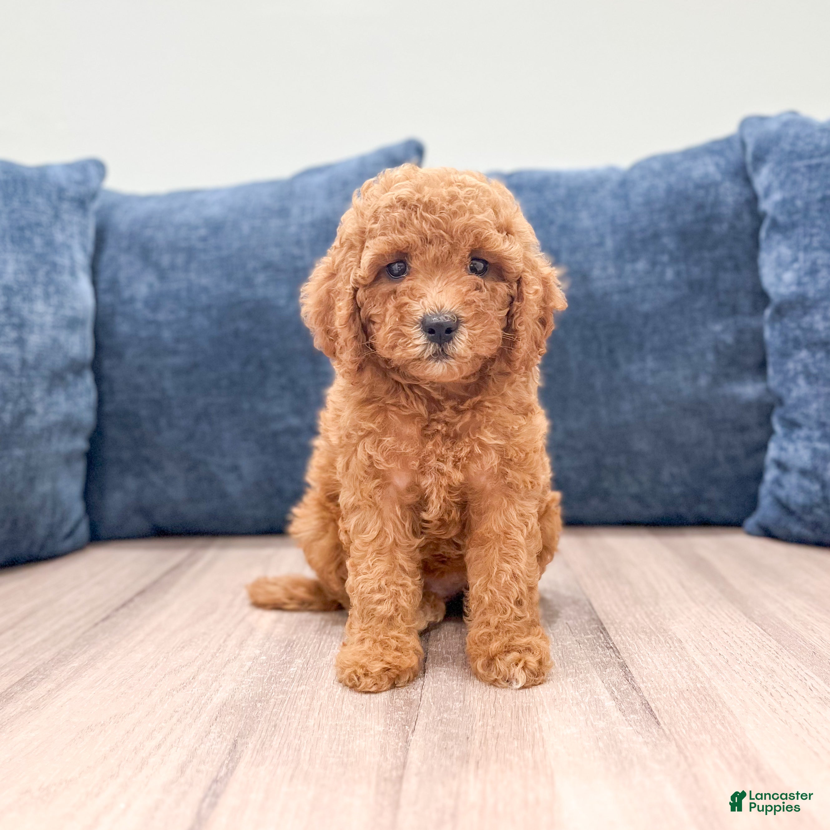 Miniature Labradoodle dogs Albony - Ad 1