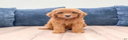 Miniature Labradoodle dogs for sale: Albony - Ad 1