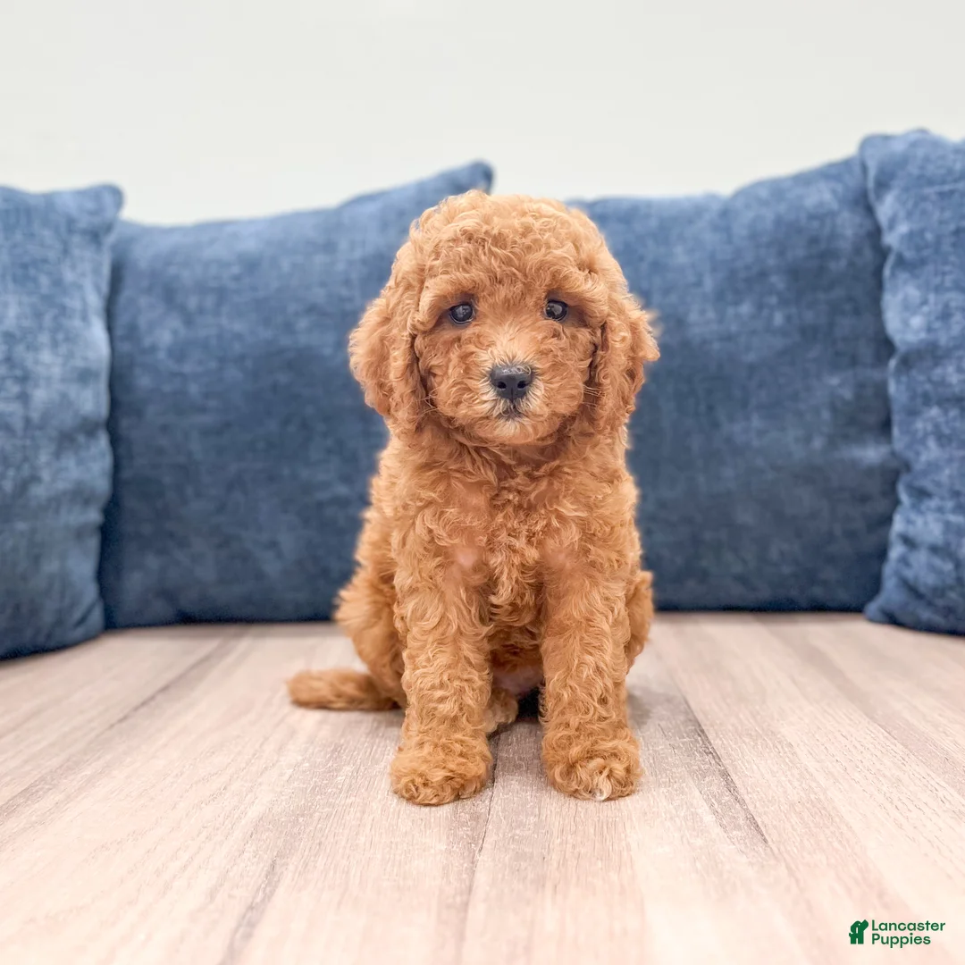 Miniature Labradoodle dogs for sale: Albony - Ad 1