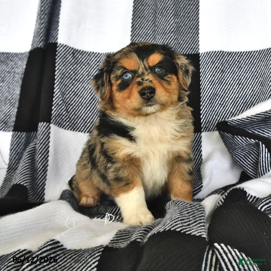 Mixed Breed dogs Hunter - Ad 1