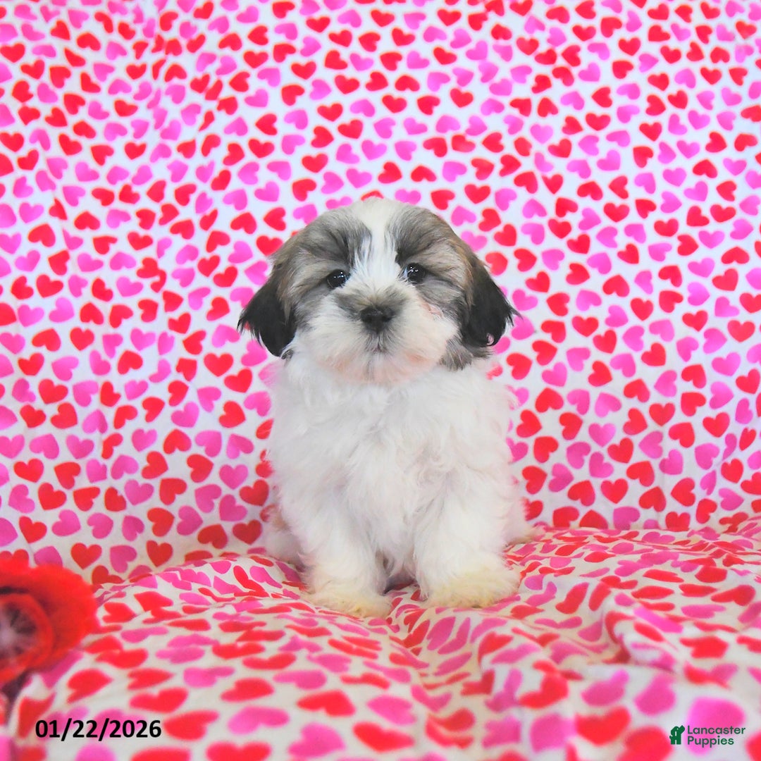 Teddy Bear dogs for sale: Regan - Ad 4