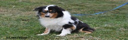 Miniature Australian Shepherd dogs for sale: Douglas - Ad 4
