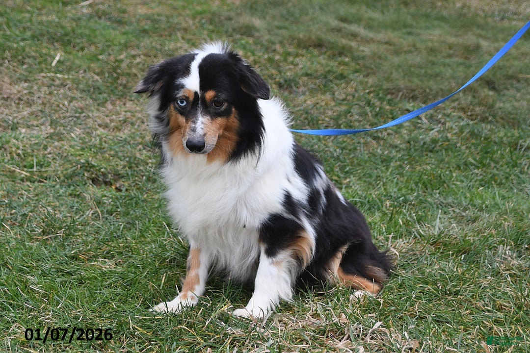 Miniature Australian Shepherd dogs for sale: Douglas - Ad 4