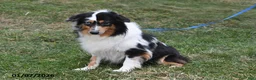 Miniature Australian Shepherd dogs for sale: Douglas - Ad 4