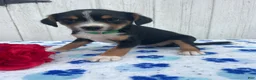 Mixed Breed dogs for sale: Pebbles - Ad 4