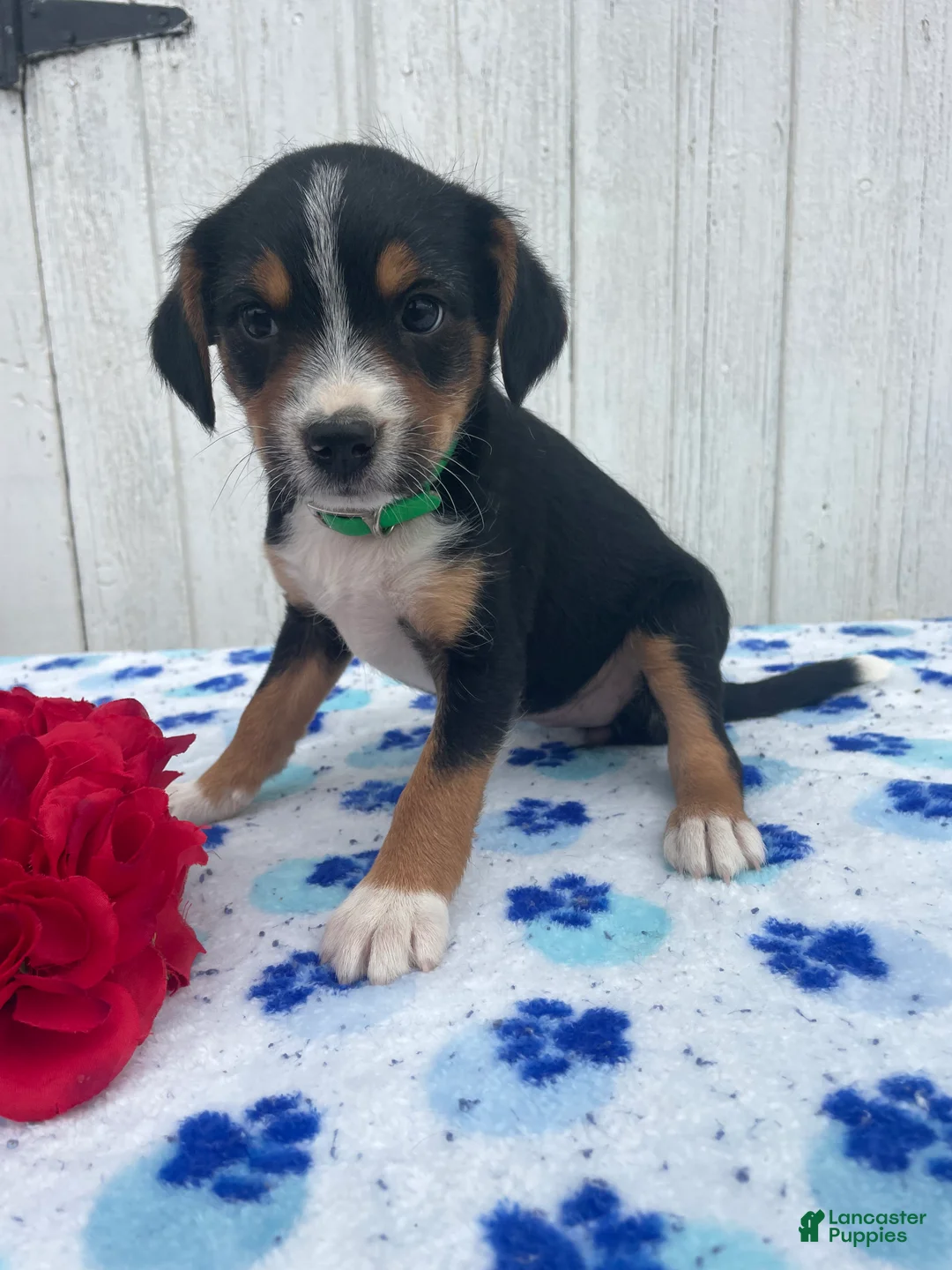 Mixed Breed dogs for sale: Pebbles - Ad 4