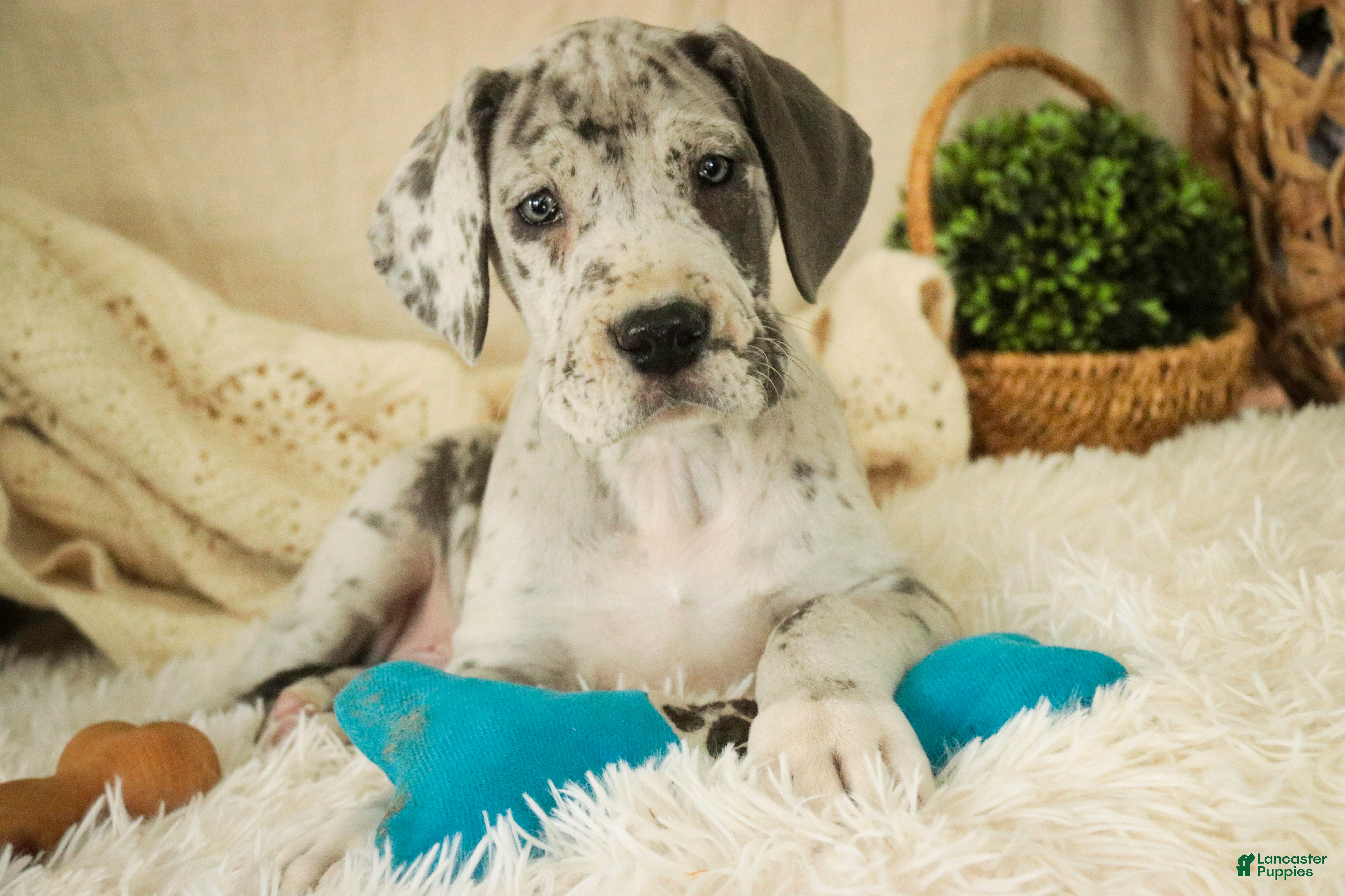 Great Dane dogs Percy - Ad 19