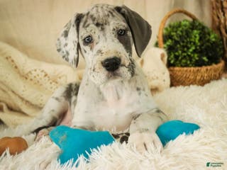 Great Dane dogs Percy - Ad 19