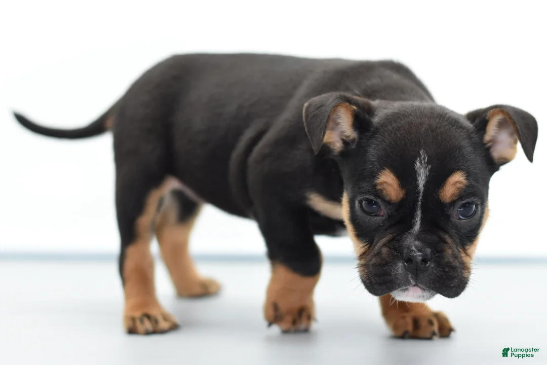 Mixed Breed dogs for sale: Emma tricolor hybrid  - Ad 3